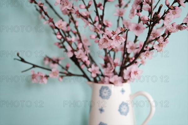 Apricot Blossoms in a Vase
