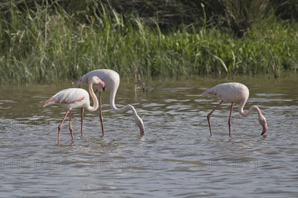 Greater flamingos