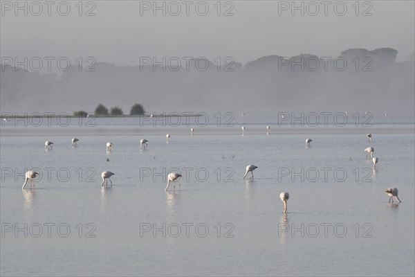 Greater flamingos