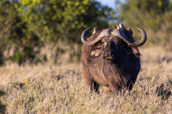 Oxpecker