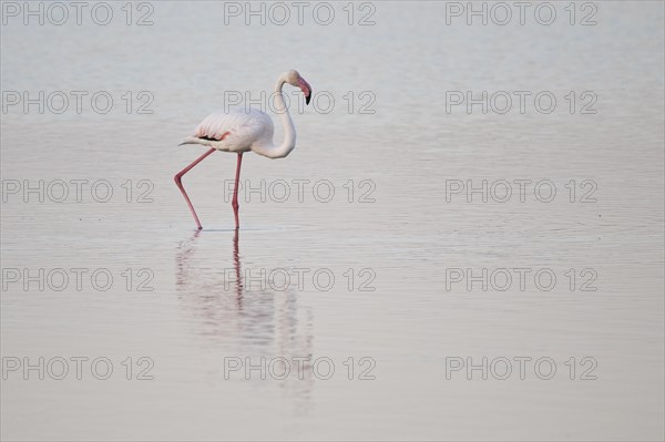 Greater flamingo