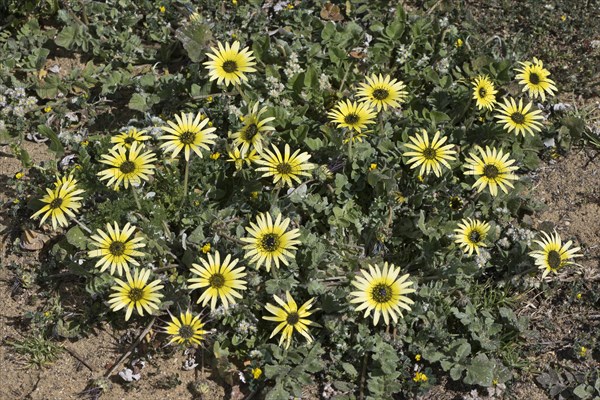Capeweed