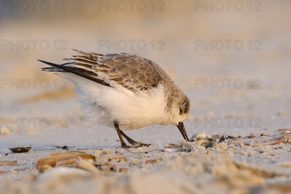 Sanderling