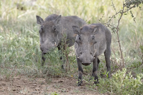 Common warthog