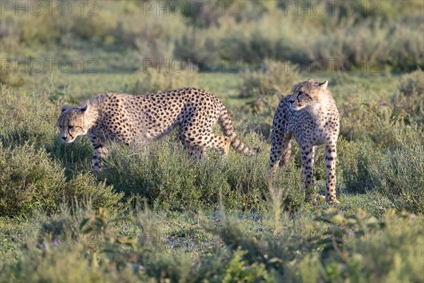 Cheetah