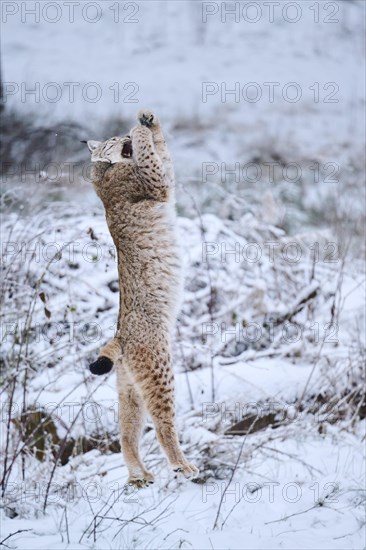 Eurasian lynx