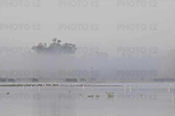 Greater flamingos