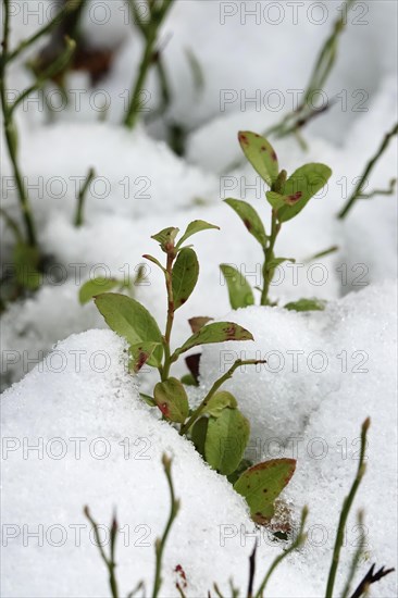 Blueberry bush