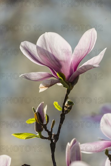 Flowering magnolia