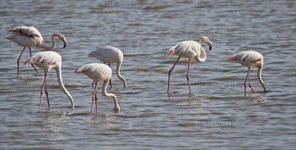 Greater flamingos