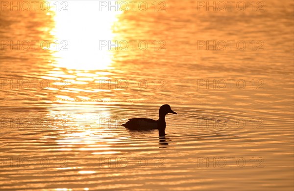 Duck on a lake at sunset at the Katinger Watt
