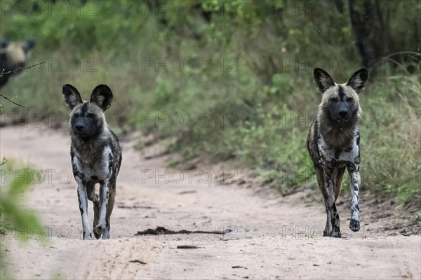 African wild dogs