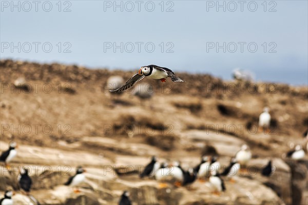 Puffin