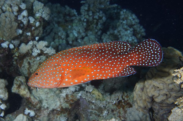 Jewel Grouper