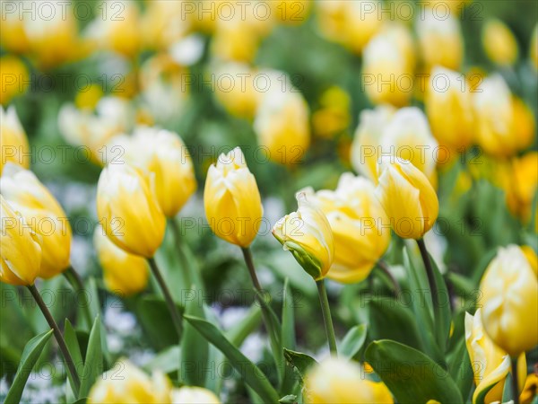 Tulip