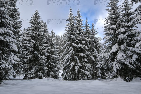 Firs covered with snow