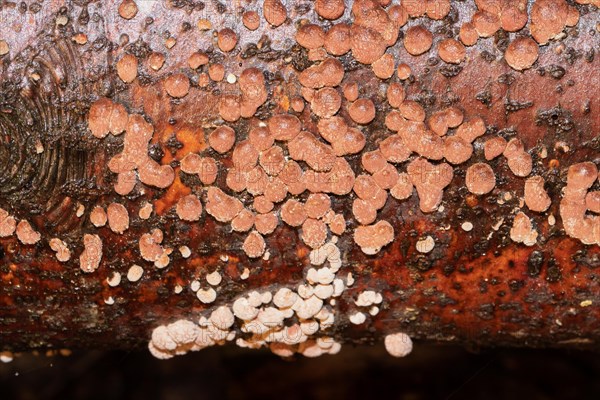 Reddish coalberry many reddish fruiting bodies next to each other on tree trunk