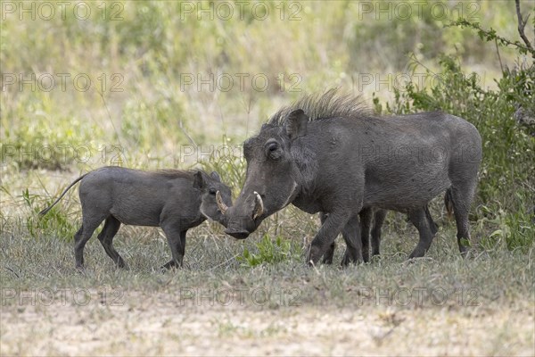 Common warthog
