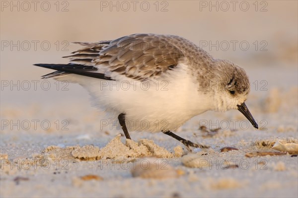 Sanderling