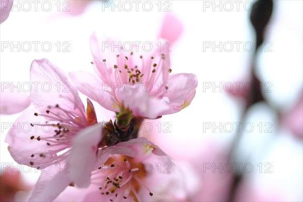 Apricot blossoms