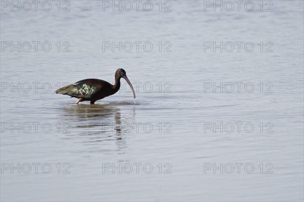 Glossy ibis