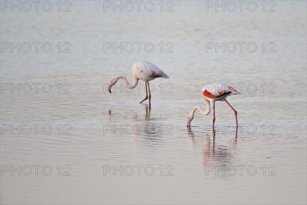 Greater flamingos