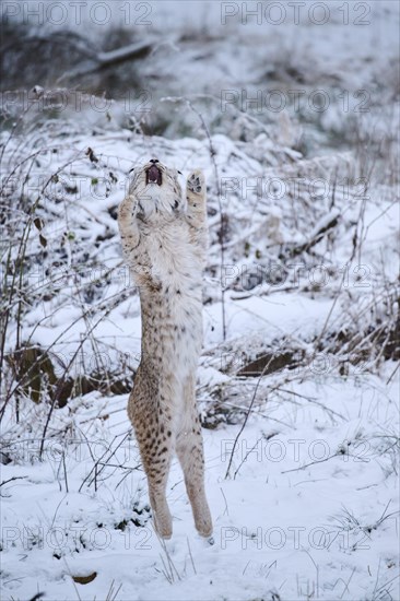 Eurasian lynx
