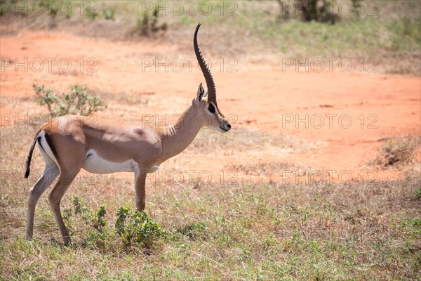 Portrait of a gazelles in the dry savannah of Tsavo East National Park