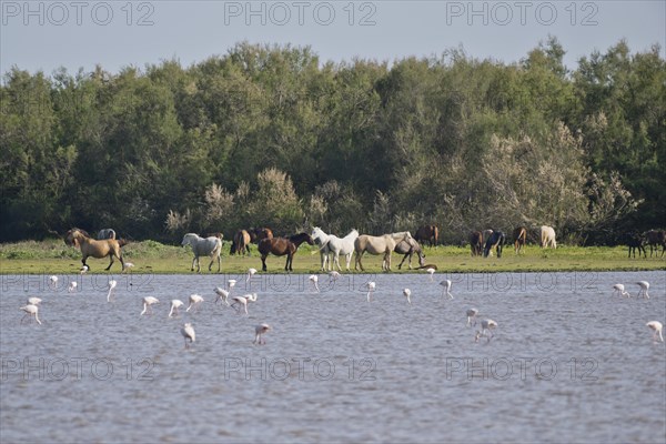 Greater flamingos