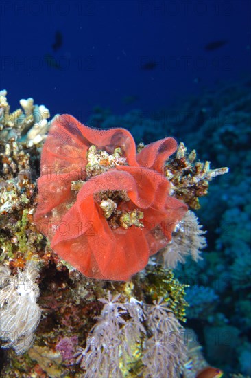 Spawn of Spanish dancer