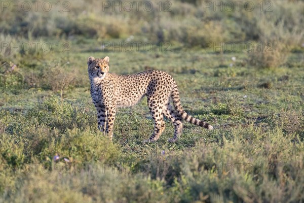 Cheetah