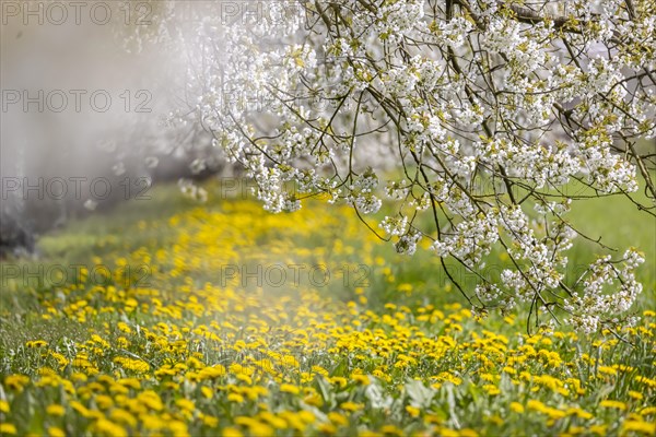 Blossoming cherry trees in spring
