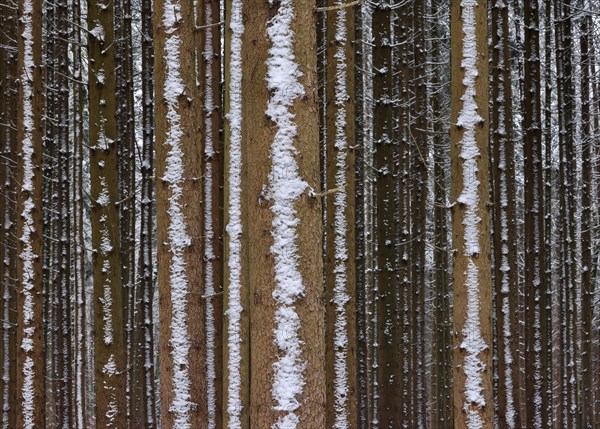 Trunks of a spruce monoculture in winter form a graphic pattern