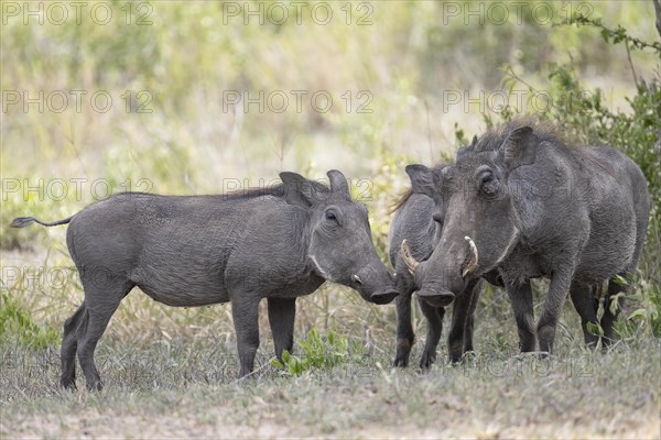 Common warthog