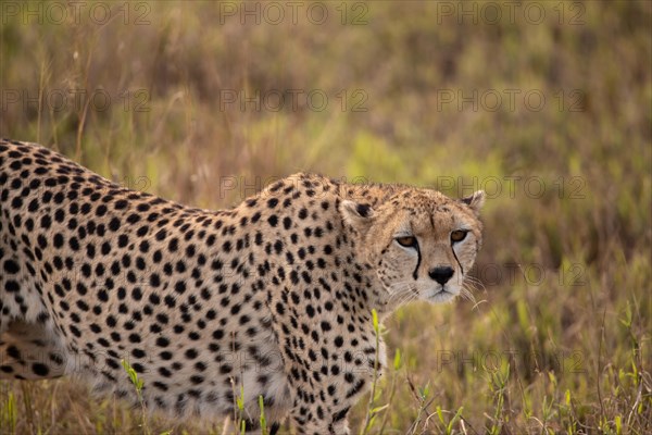 A cheetah
