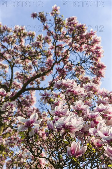 Flowering magnolia