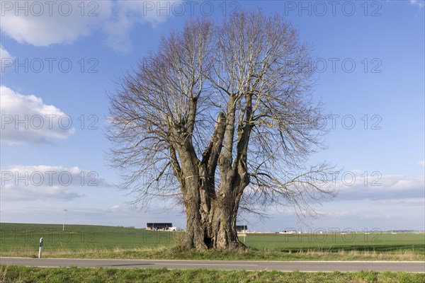 Old large-leaved linden