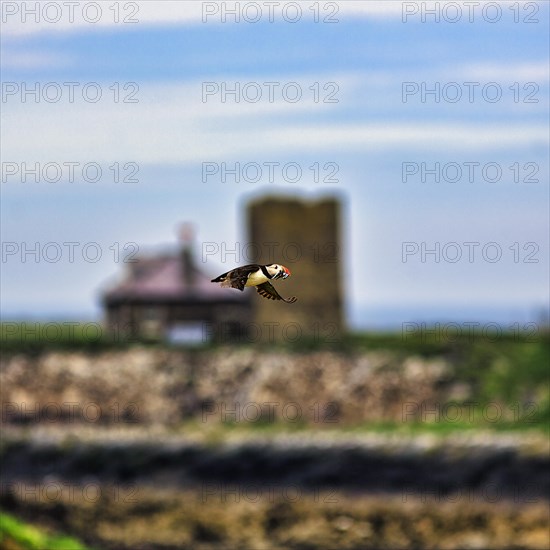 Puffin