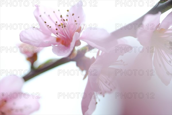 Apricot blossoms