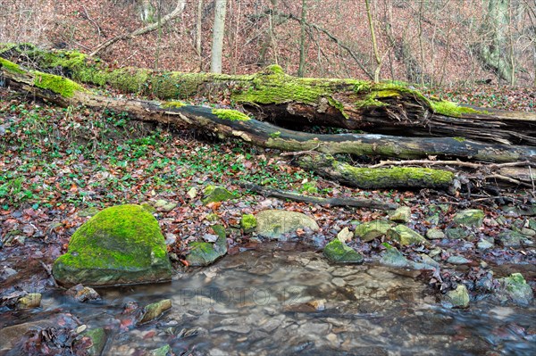 At the edge of a crystal-clear forest stream lies an overturned tree trunk overgrown with moss. The coloured leaves of last autumn still lie on the ground of the forest