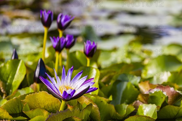 Water lily pond
