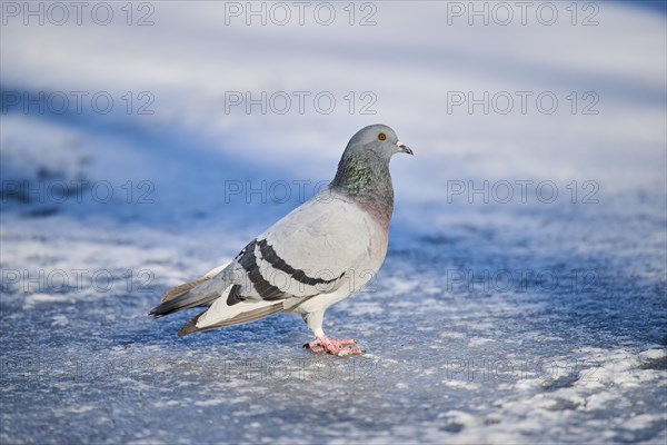 Feral pigeons