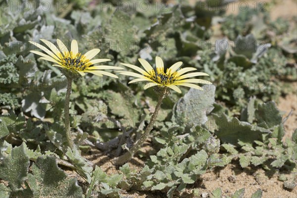 Capeweed