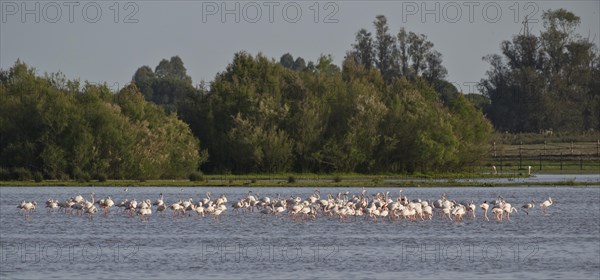 Greater flamingos