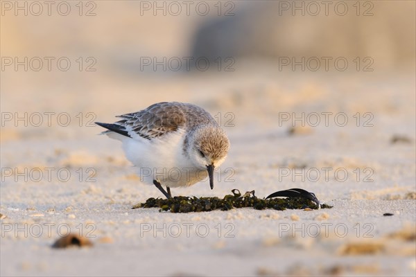 Sanderling