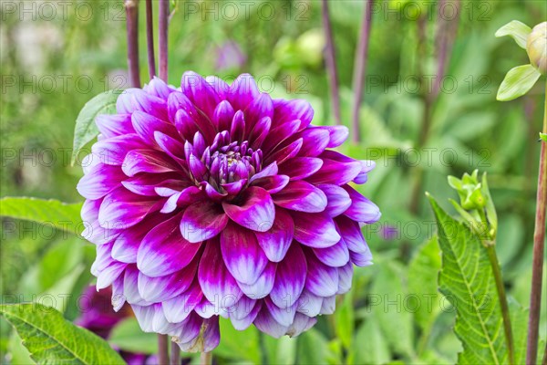 Dahlia