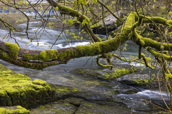 Broken branch full of moss in front of rapids