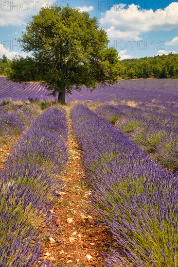 Flowering lavender