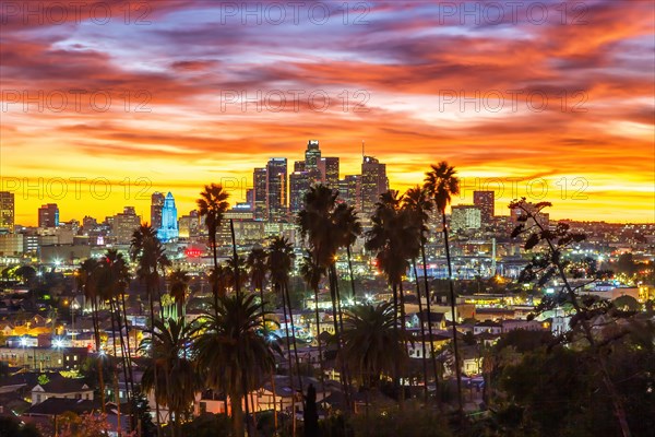 View of Downtown Los Angeles Skyline with Palm Trees at Sunset in California in Los Angeles