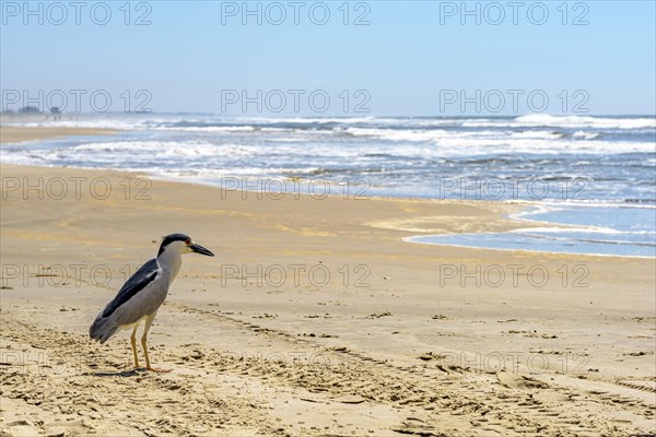 Sea bird perched on the sand of Torres beach